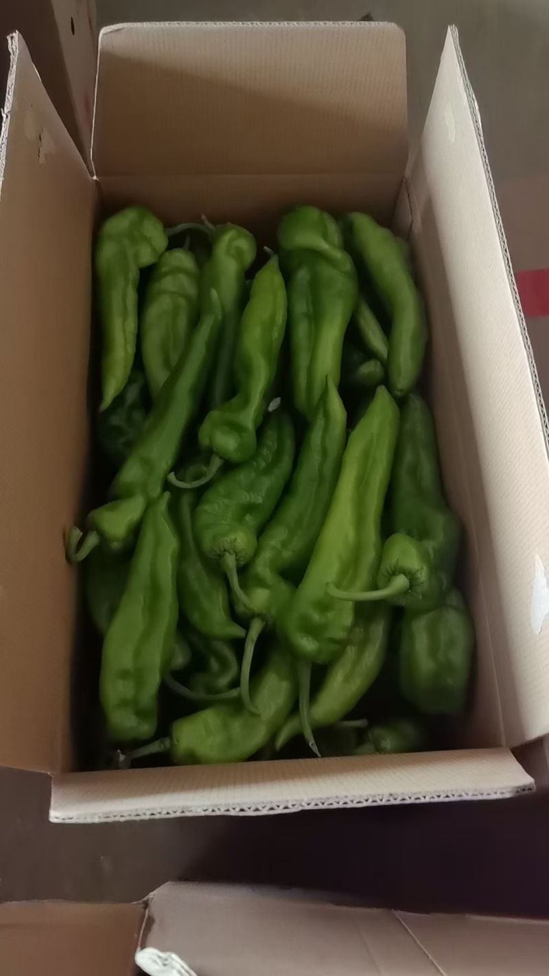 河南精品301辣椒货源充足量大从优质量保证欢迎咨询