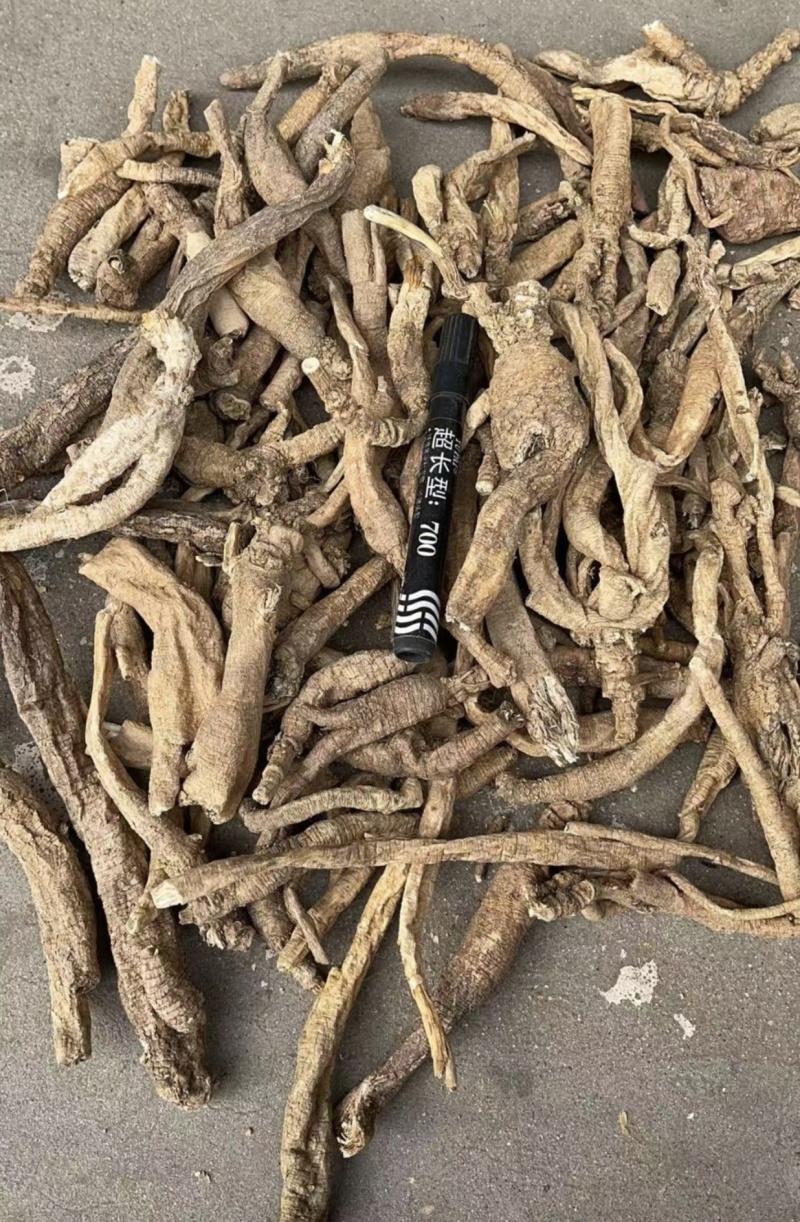 南沙参东北泡参南沙参切片批发零售量大从优