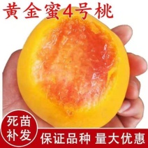 果园直发桃树苗黄金蜜4号5号7号10号包品种成活率