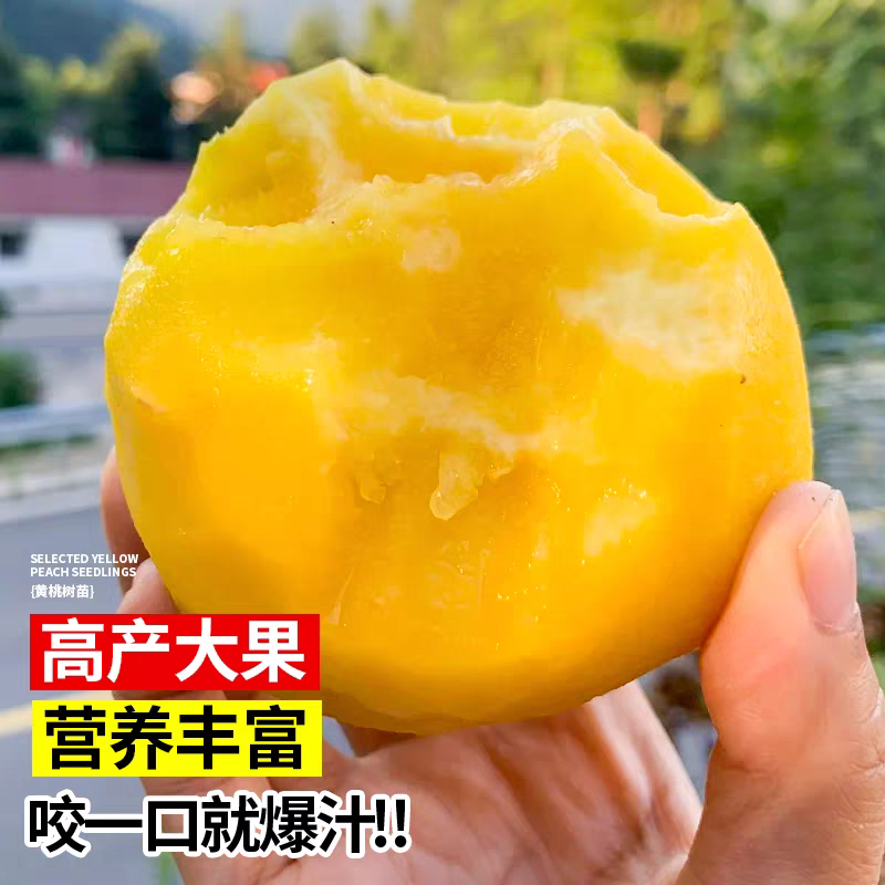 果园直发桃树苗黄金蜜4号5号7号10号包品种成活率