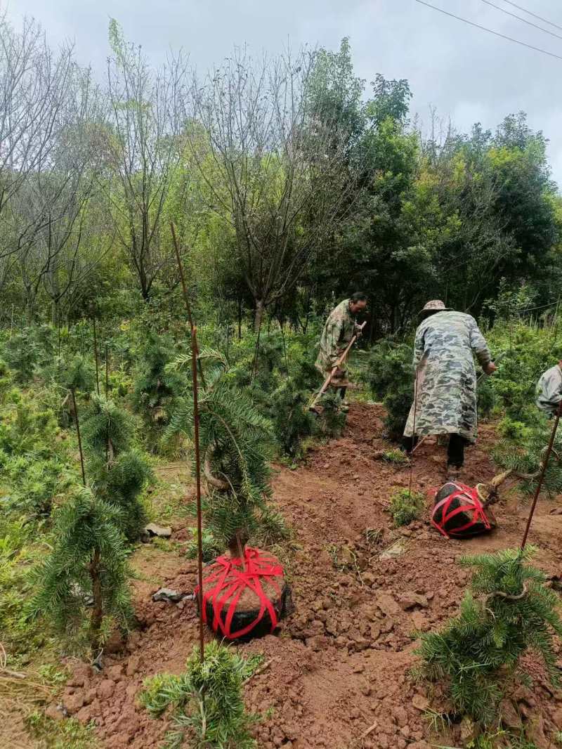 云南珍贵树种:蓑衣油杉，树杆长势像龙，枝条下垂也名为蓑龙