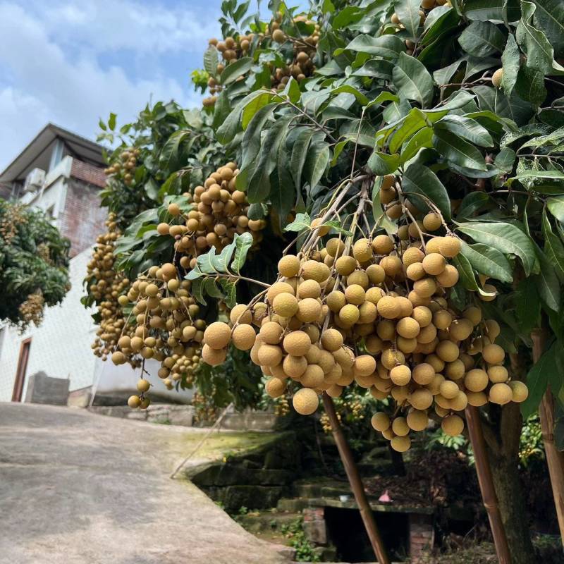 屏山县书楼储良龙眼大量上市