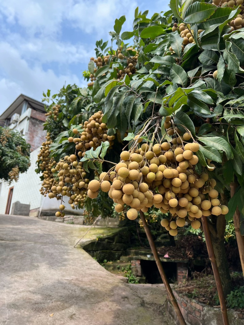 屏山县书楼储良龙眼大量上市