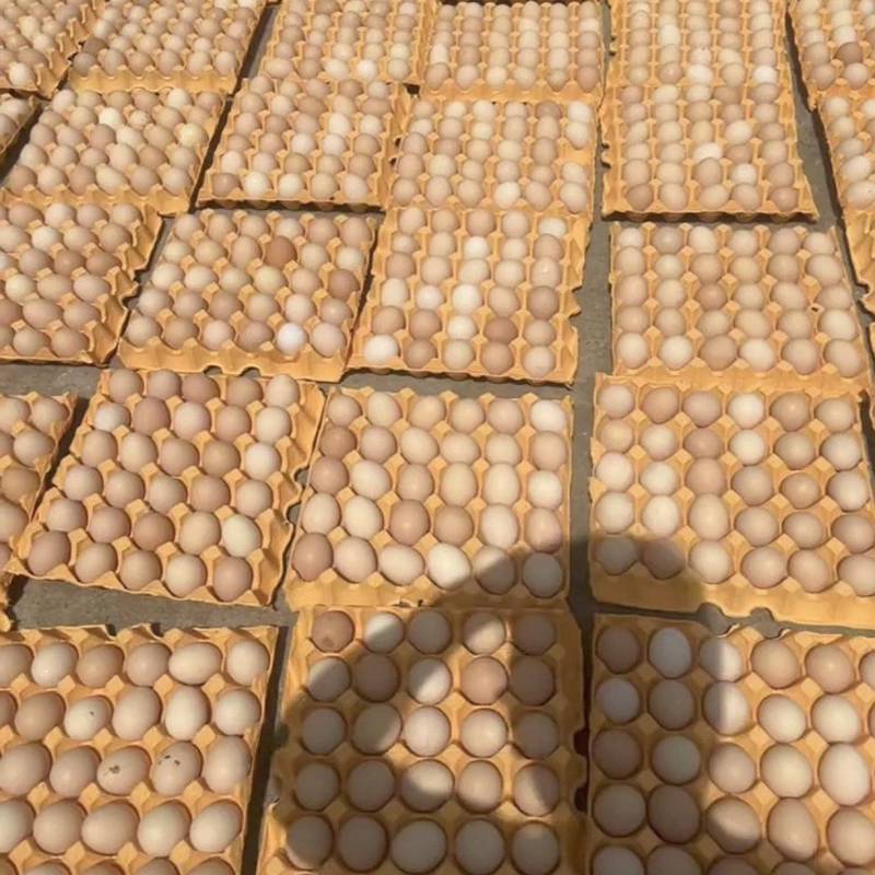 大量出冷库蛋