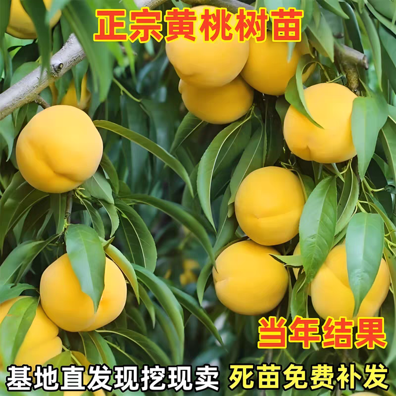 果园直发桃树苗锦绣黄桃黄金凤黄金脆紫金玉翠现挖现发