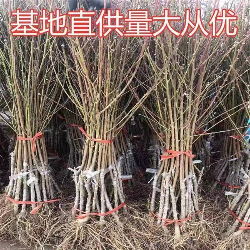 果园直发桃树苗锦绣黄桃黄金凤黄金脆紫金玉翠现挖现发