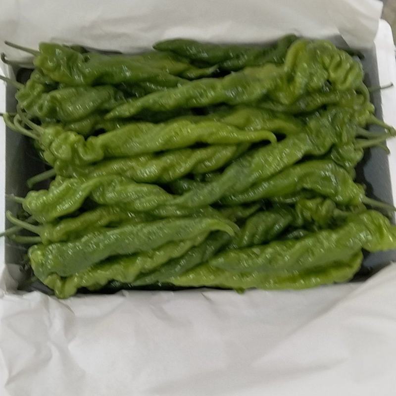罗丝尖椒