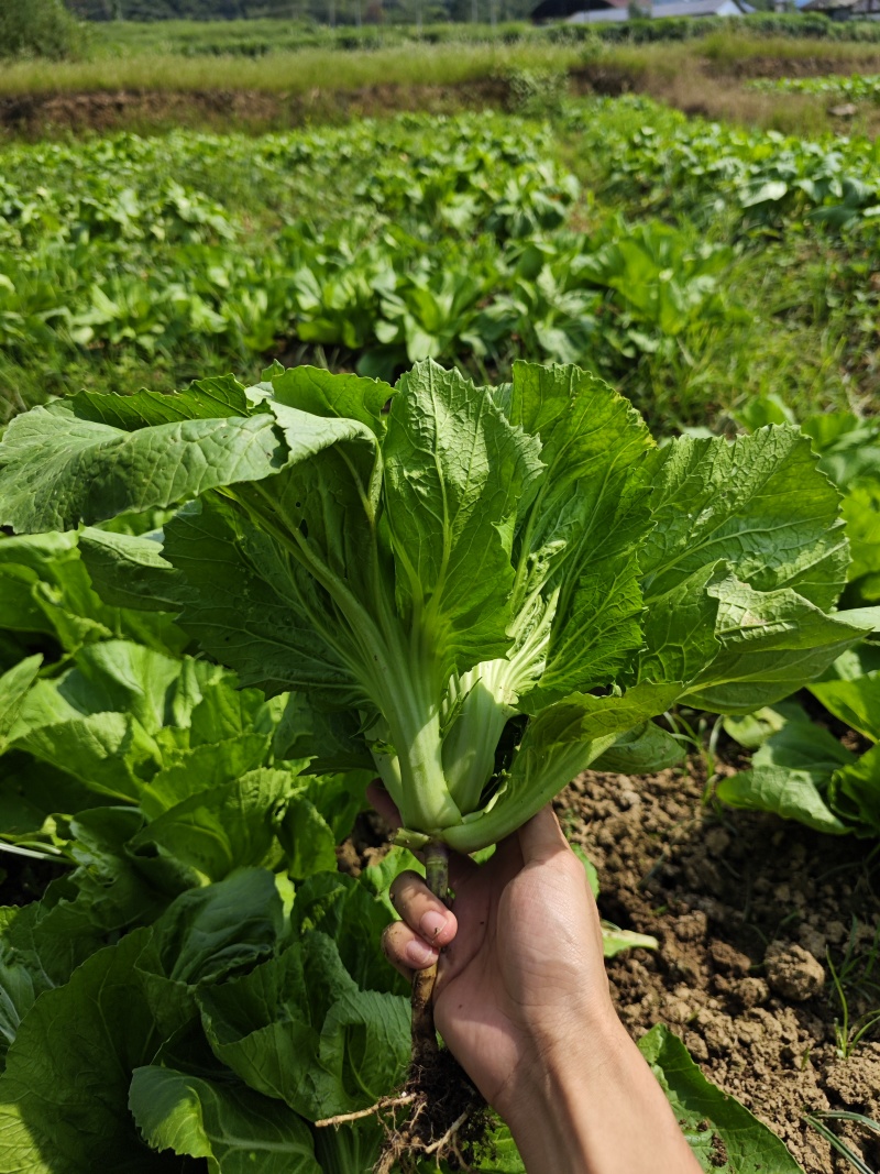 广东韶关乳源大桥特色绿色有机芥菜