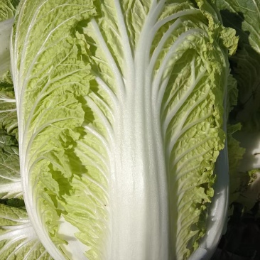 大白菜