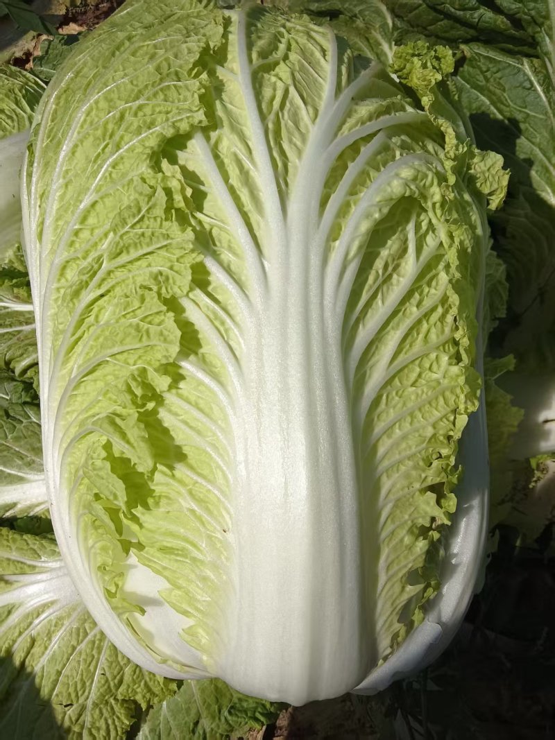 大白菜
