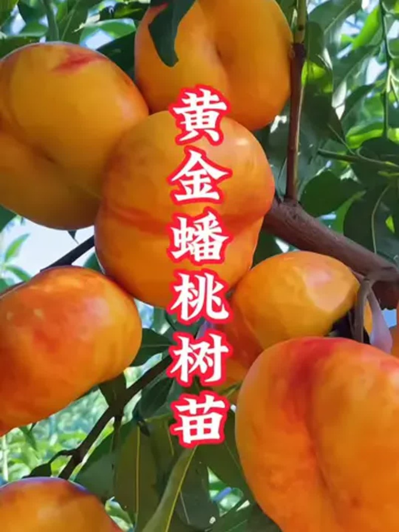 果园直发黄金油蟠桃树苗中油蟠9号早金霞油蟠桃保真品种