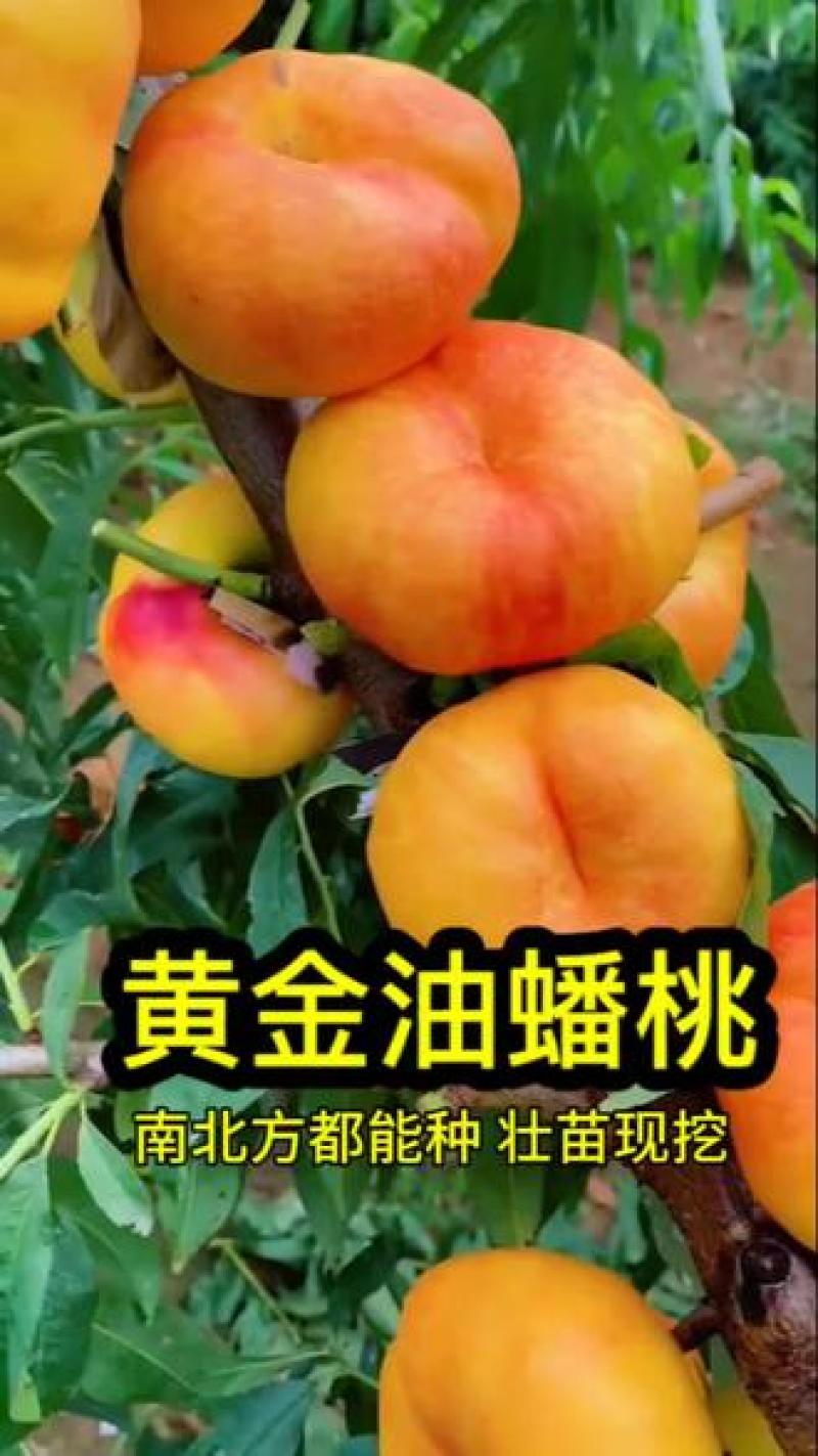 果园直发黄金油蟠桃树苗中油蟠9号早金霞油蟠桃保真品种