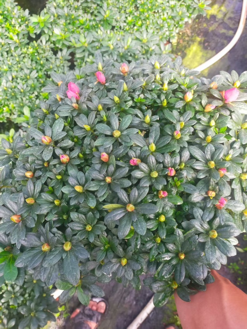 杜鹃（红色粉色淡红色）各种规格齐全欢迎采购可视频看货