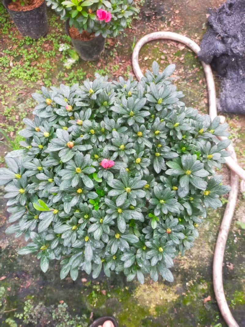杜鹃（红色粉色淡红色）各种规格齐全欢迎采购可视频看货
