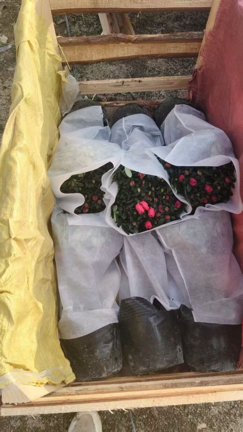 杜鹃（红色粉色淡红色）各种规格齐全欢迎采购可视频看货