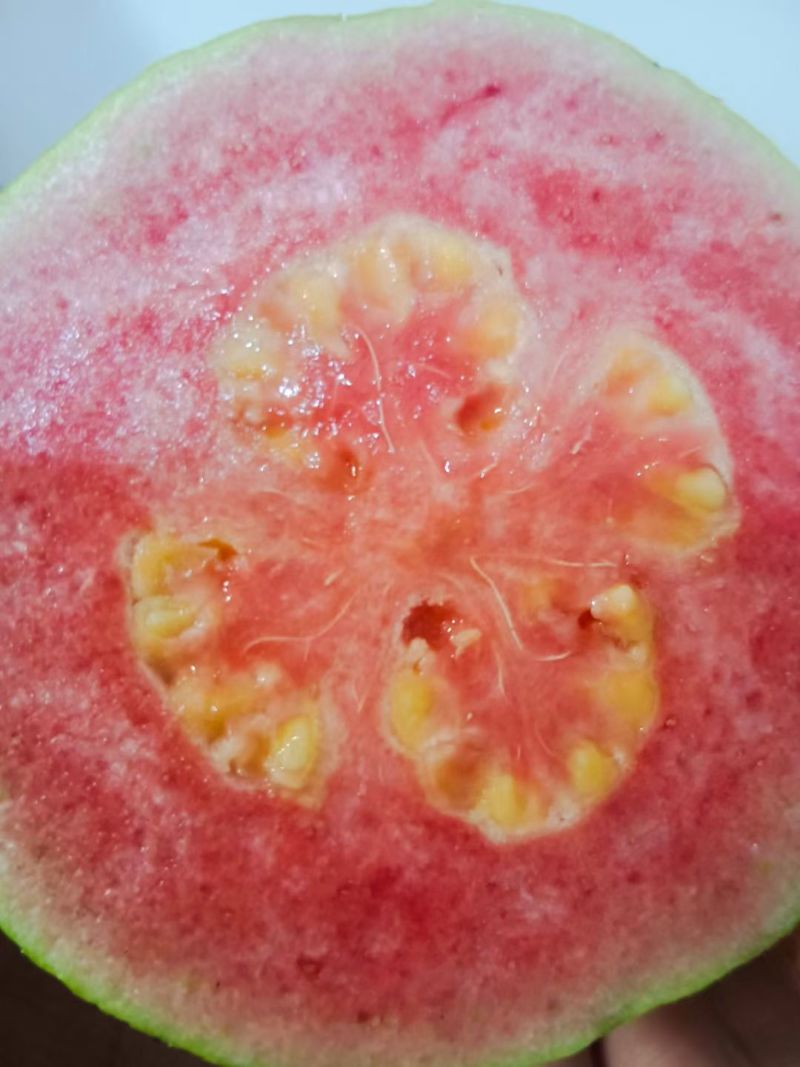 西瓜红番石榴，红心芭乐，珍珠番石榴，果园种植，可视频看货