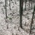 高山刺竹笋（又名牛尾笋挂挂笋）