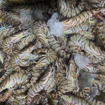 红爪虾九节虾