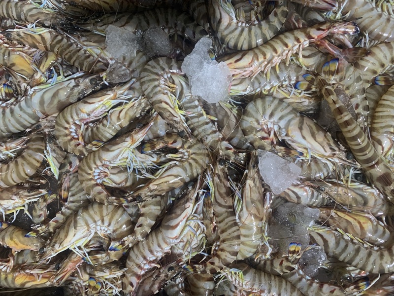红爪虾九节虾