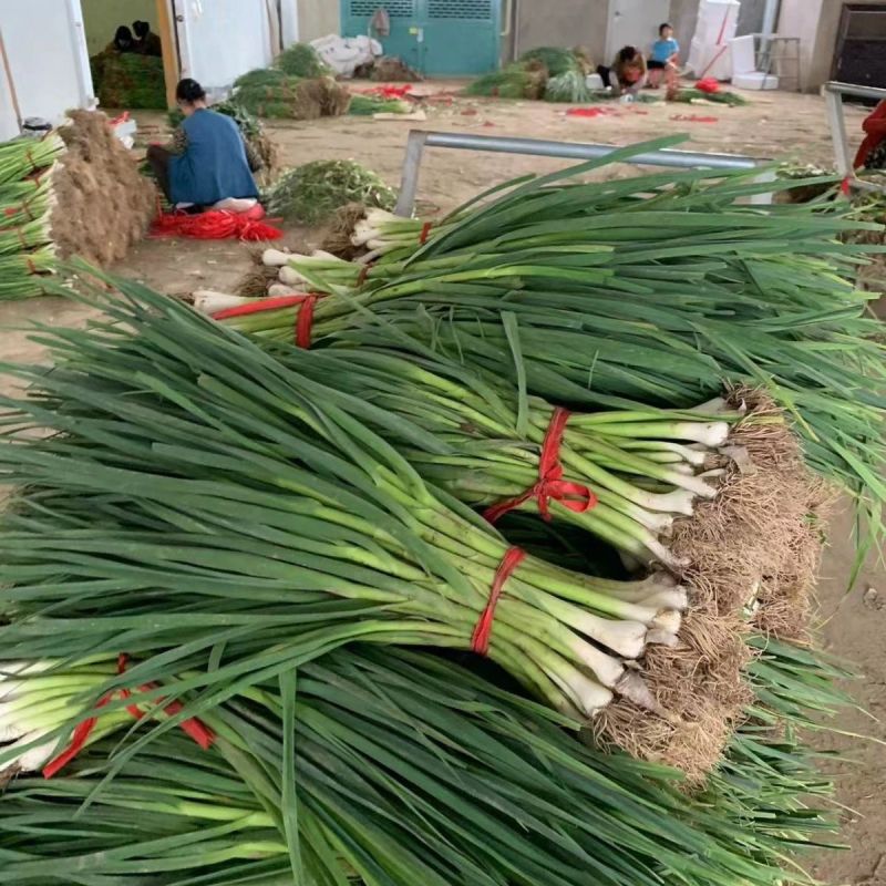 花旗西蒜美国韭葱种子中早熟植株直立蒜肉粗长紧实味浓春