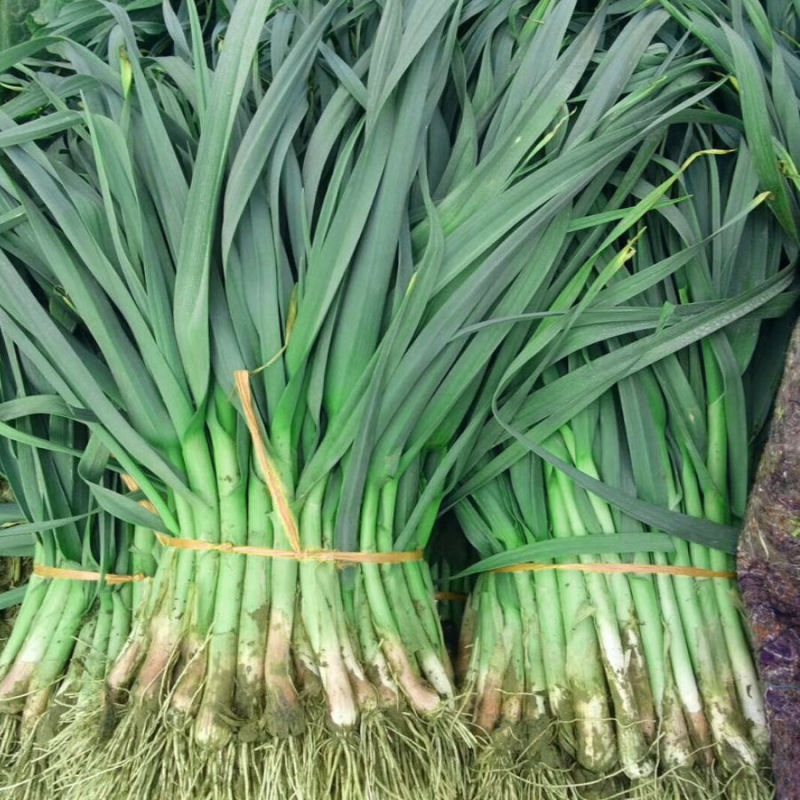 花旗西蒜美国韭葱种子中早熟植株直立蒜肉粗长紧实味浓春