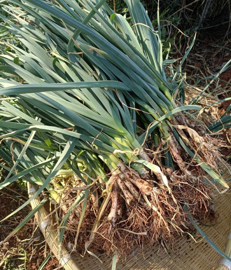 花旗西蒜美国韭葱种子中早熟植株直立蒜肉粗长紧实味浓春