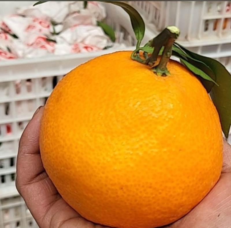 自家种植基地