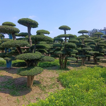 对节白蜡造型树基地