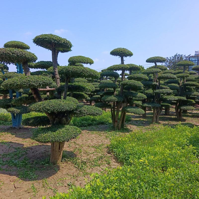 对节白蜡造型树基地