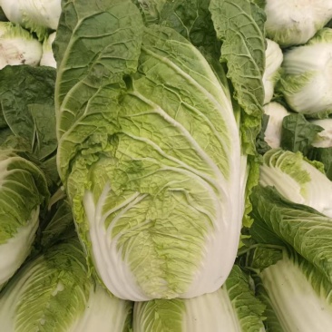 黄心白菜