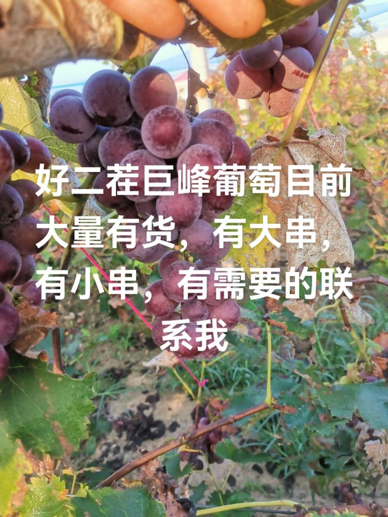 二茬巨峰葡萄预售中，有需要的老板通过一亩田和我联系，明年