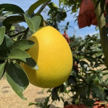 三红蜜柚