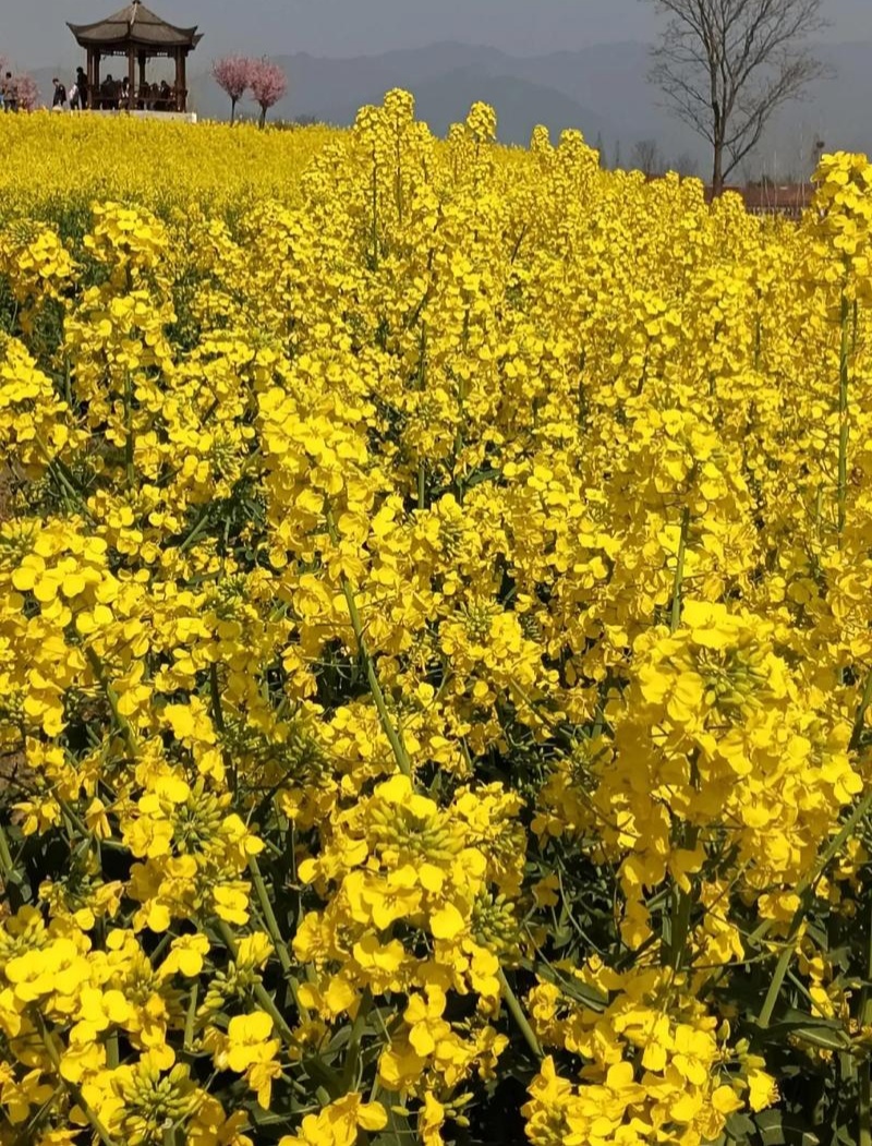 华油100白菜型油菜种子抗病抗寒抗倒伏杂交油菜籽种籽