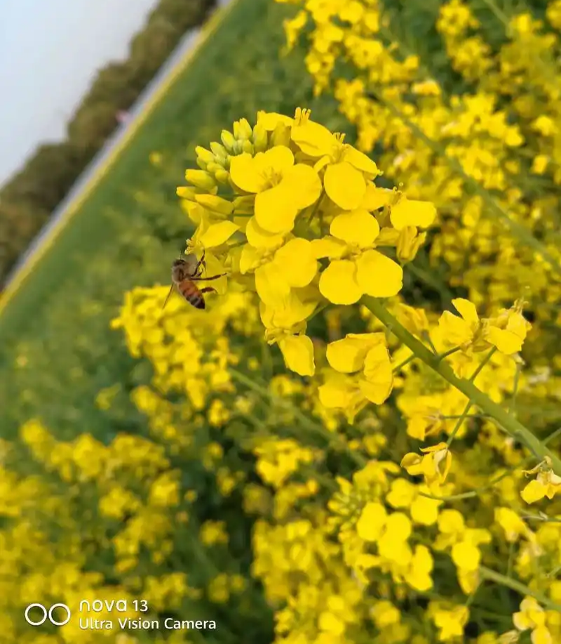 华油100白菜型油菜种子抗病抗寒抗倒伏杂交油菜籽种籽