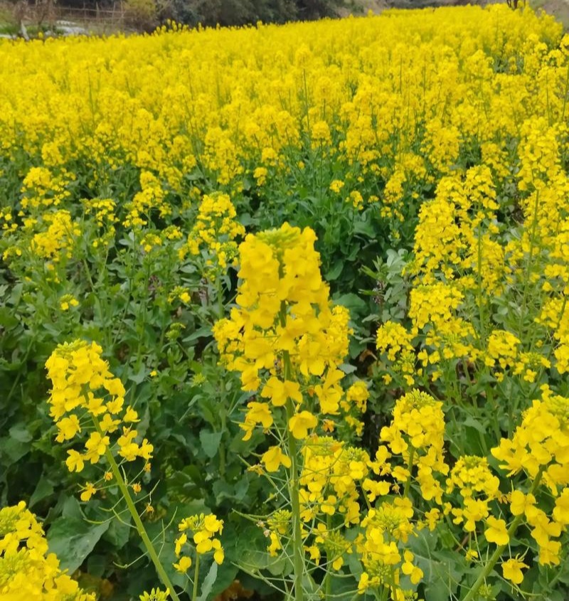 华油100白菜型油菜种子抗病抗寒抗倒伏杂交油菜籽种籽