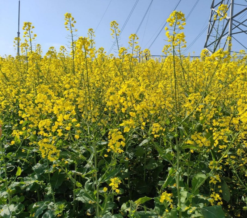 华油100白菜型油菜种子抗病抗寒抗倒伏杂交油菜籽种籽