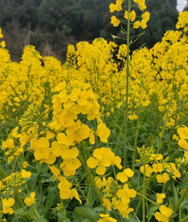 华油100白菜型油菜种子抗病抗寒抗倒伏杂交油菜籽种籽