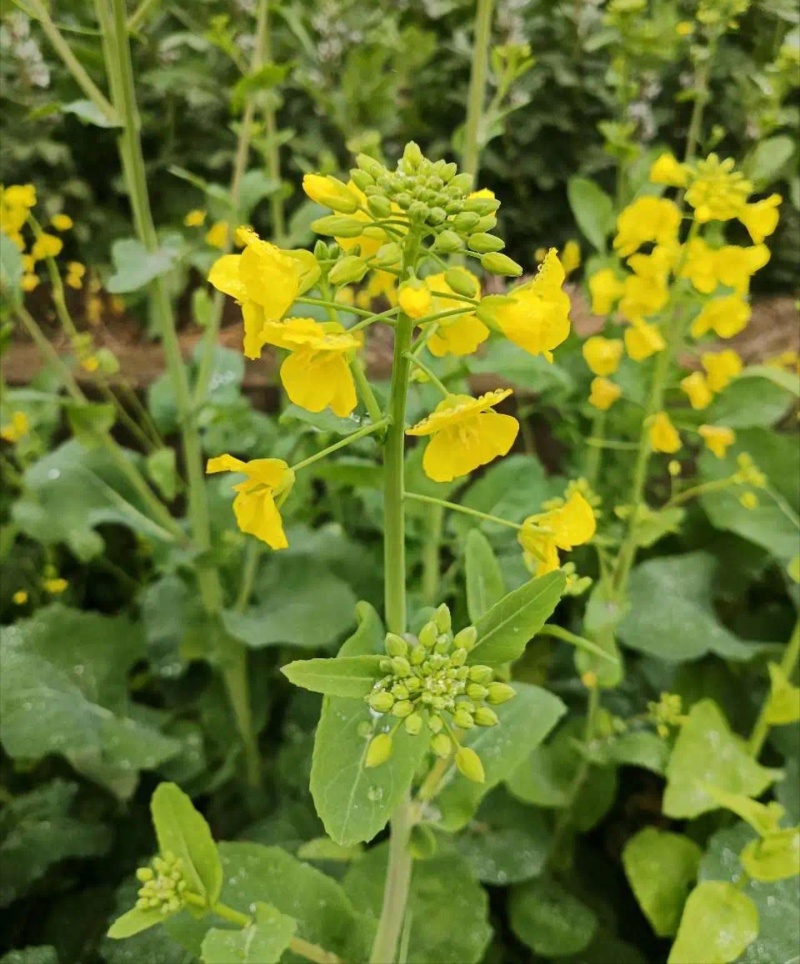华油100白菜型油菜种子抗病抗寒抗倒伏杂交油菜籽种籽