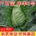 一代杂交尖球甘蓝新品种球色亮绿心叶嫩黄炒食口感脆甜