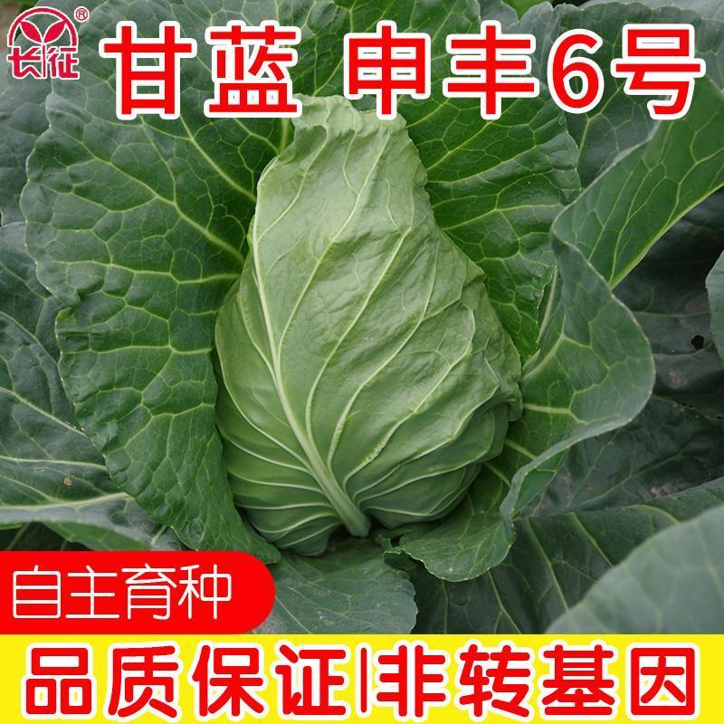 一代杂交尖球甘蓝新品种球色亮绿心叶嫩黄炒食口感脆甜