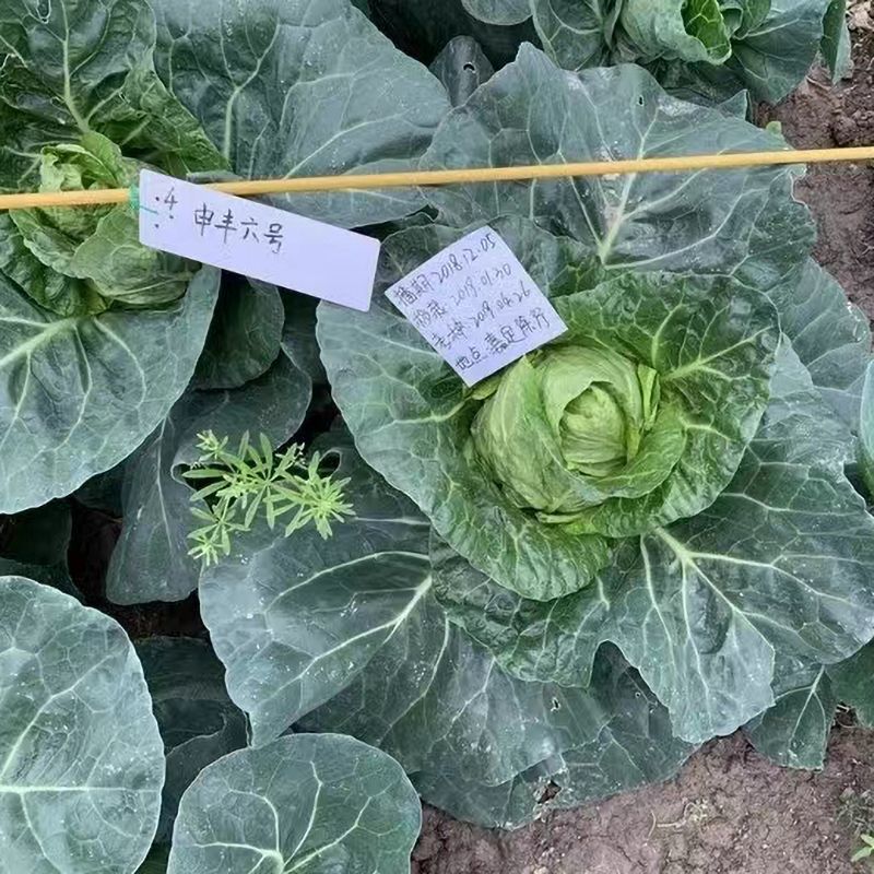一代杂交尖球甘蓝新品种球色亮绿心叶嫩黄炒食口感脆甜
