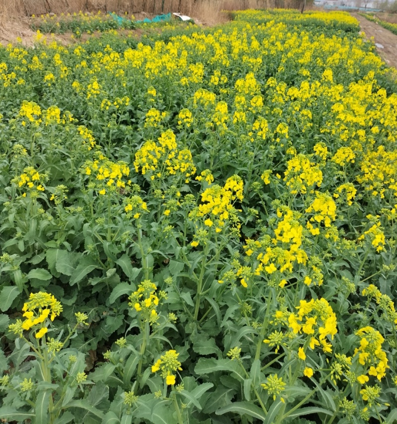 华油100白菜型油菜种子抗病抗寒抗倒伏杂交油菜籽种籽