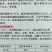一代杂交尖球甘蓝新品种球色亮绿心叶嫩黄炒食口感脆甜