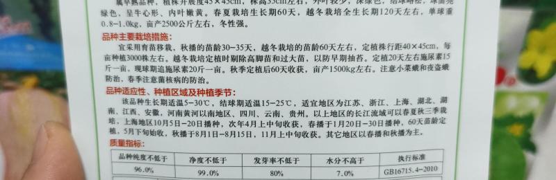 一代杂交尖球甘蓝新品种球色亮绿心叶嫩黄炒食口感脆甜