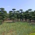 对节白蜡造型树基地