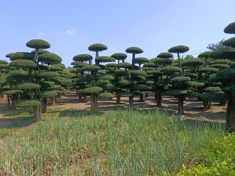对节白蜡造型树基地