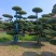 对节白蜡造型树基地