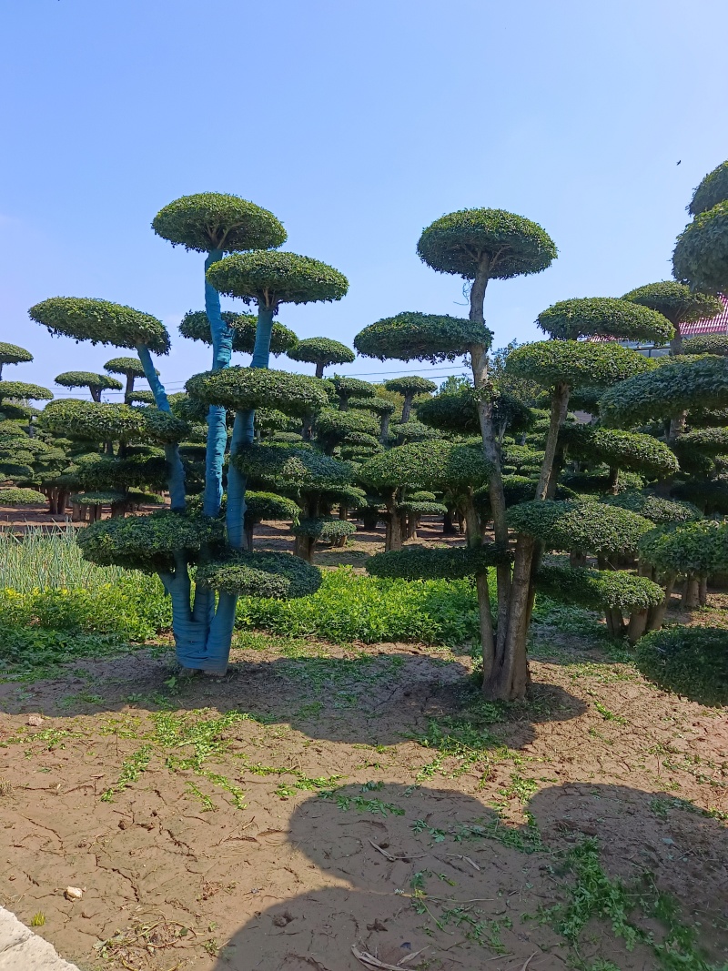 对节白蜡造型树基地