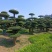 对节白蜡造型树基地