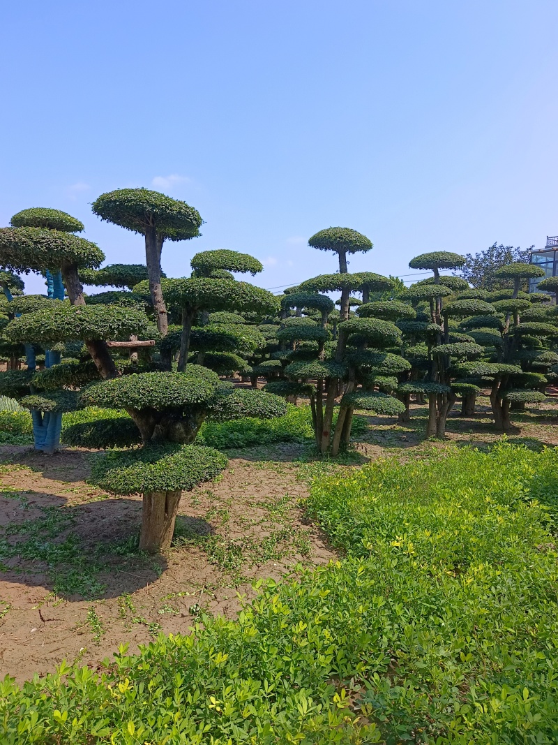 对节白蜡造型树基地